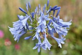 AGAPANTHUS COOL BLUE