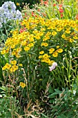 HELENIUM DIE BLONDE