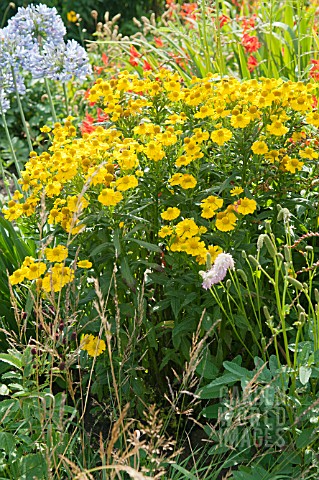 HELENIUM_DIE_BLONDE