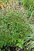 SANGUISORBA OFFICINALIS