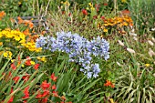 AGAPANTHUS LULY WITH CROCOSMIA WALBERTON  HELENIUM DIE BLONDE AND SANGUISORBA OFFICINALIS