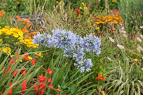 AGAPANTHUS_LULY_WITH_CROCOSMIA_WALBERTON__HELENIUM_DIE_BLONDE_AND_SANGUISORBA_OFFICINALIS