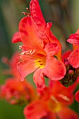 CROCOSMIA LIMPOPO