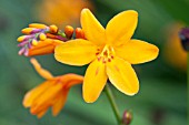 CROCOSMIA COLUMBUS