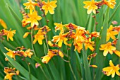 CROCOSMIA COLUMBUS