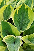 HOSTA LEOLA FRAIM