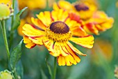 HELENIUM FEUERSIEGEL