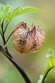 NICANDRA PHYSALODES