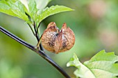 NICANDRA PHYSALODES