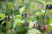 NICANDRA PHYSALODES