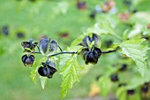 NICANDRA PHYSALODES