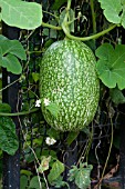 CUCURBITA FICIFOLIA