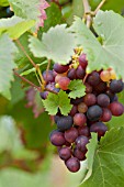 VITIS VINIFERA QUEEN OF ESTHER