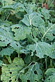 CATERPILLAR DAMAGE TO BRASSICA LEAVES