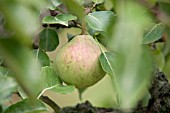 PYRUS COMMUNIS CATILLAC