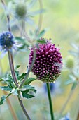 ALLIUM SPHAEROCEPHALON,  AND ERYNGIUM SEA HOLLY