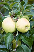 MALUS DOMESTICA GREENSLEEVES