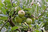 MALUS DOMESTICA GREENSLEEVES