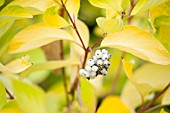 CORNUS ALBA AUREA