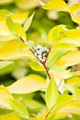 CORNUS ALBA AUREA