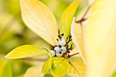 CORNUS ALBA AUREA