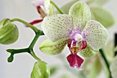 PHALAENOPSIS YELLOW MOTH ORCHID