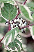 CORNUS ALBA SIBIRICA VARIEGATA