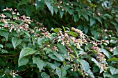 CLERODENDRUM TRICHOTOMUM VAR FARGESII