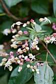 CLERODENDRUM TRICHOTOMUM VAR FARGESII