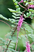 INDIGOFERA SUBVERTICILLATA