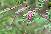 INDIGOFERA SUBVERTICILLATA