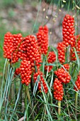 ARUM ITALICUM