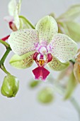 PHALAENOPSIS YELLOW MOTH ORCHID