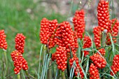 ARUM ITALICUM