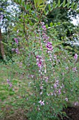 INDIGOFERA PENDULA