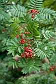 SORBUS MATSUMURANA