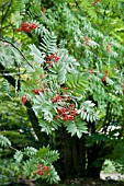 SORBUS MATSUMURANA