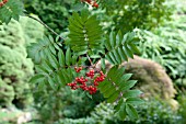 SORBUS MATSUMURANA