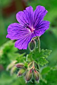 GERANIUM X MAGNIFICUM