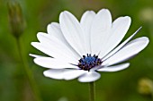 OSTEOSPURMUM PASSION MIXED