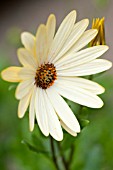 OSTEOSPURMUM YELLOW MIST