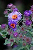 ASTER NOVAE-ANGLIAE ST MICHAELS