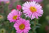 ASTER NOVAE-ANGLIAE PINK VICTOR