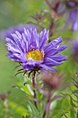 ASTER NOVAE-ANGLIAE AUGUSTA