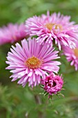 ASTER NOVAE-ANGLIAE ANNABELLE DE CHAZAL