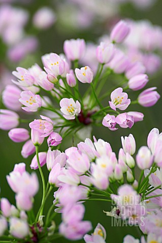 ALLIUM_NEOPOLITANUM