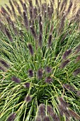 PENNISETUM ALOPECUROIDES RED HEAD