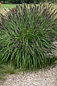 PENNISETUM ALOPECUROIDES RED HEAD AT RHS WISLEY