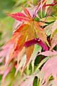 ACER PALMATUM SAMARAS