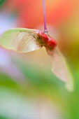 ACER JAPONICUM ACONTIFOLIUM